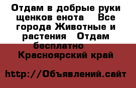 Отдам в добрые руки щенков енота. - Все города Животные и растения » Отдам бесплатно   . Красноярский край